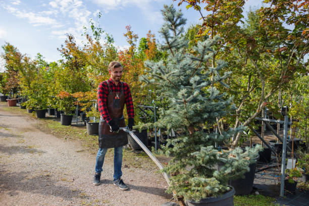 Best Affordable Tree Cutting  in Weatherby Lake, MO